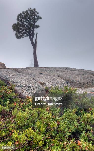 jeffrey pine and storm clouds - pinus jeffreyi stock pictures, royalty-free photos & images