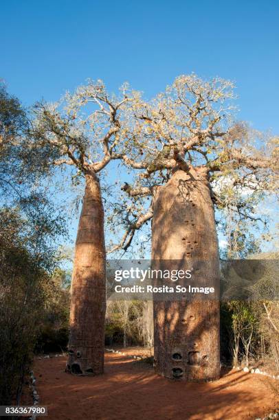 adansonia or baobab tree, madagascar - baobab fruit stock pictures, royalty-free photos & images