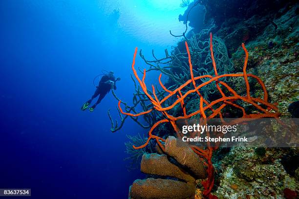 wall dive, little cayman - sea sponge stock pictures, royalty-free photos & images
