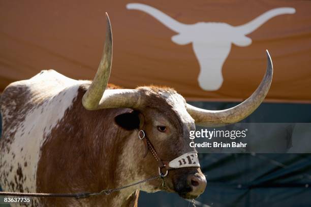 Bevo, the Texas Longhorns' mascot, stands in the corner during a game against the Baylor Bears on November 8, 2008 at Darrell K Royal-Texas Memorial...