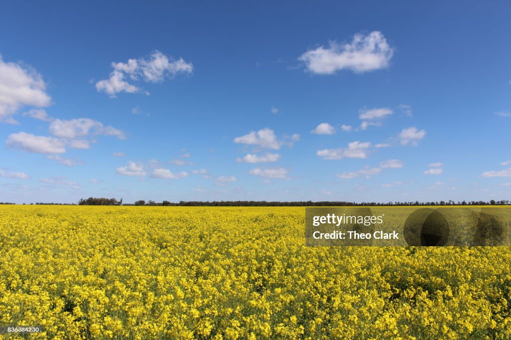 Canola crop