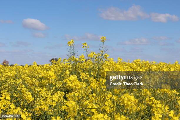 canola crop - canola oil stock pictures, royalty-free photos & images