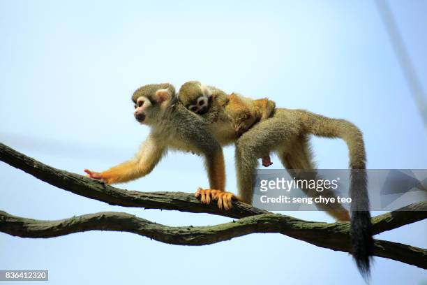 squirrel monkey (sainiri sciureus) mother and young - dödskalleapa bildbanksfoton och bilder