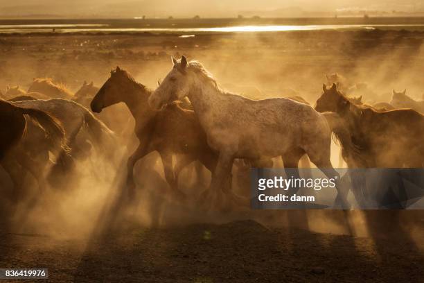 Wild horses of Cappadocia at sunset with beautiful sands, running and guided by a cawboy
