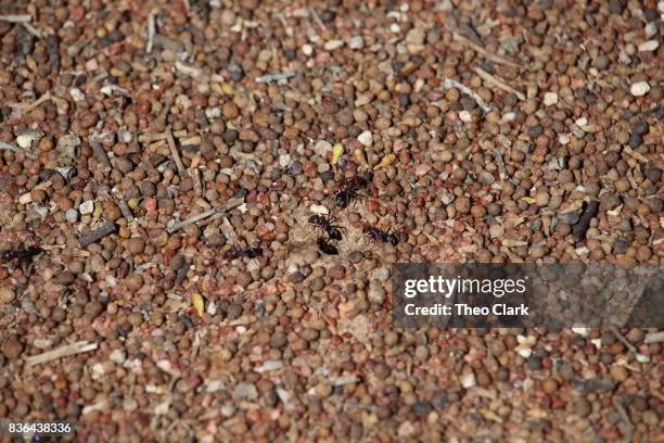 bull ant nest - ant nest stock pictures, royalty-free photos & images