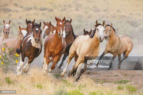 wildpferde laufen utah usa - prairie stock-fotos und bilder