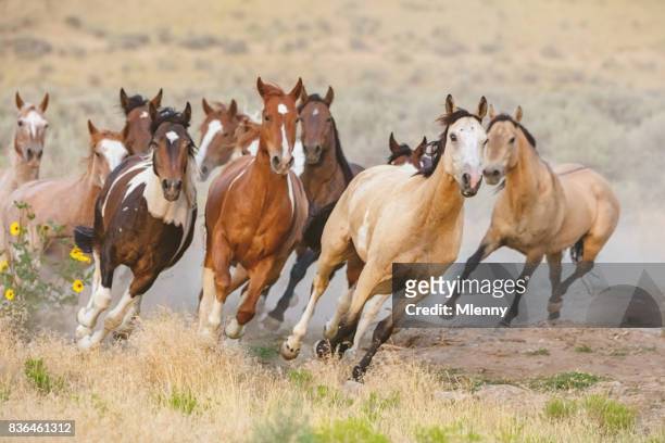wild horses running utah usa - herd stock pictures, royalty-free photos & images