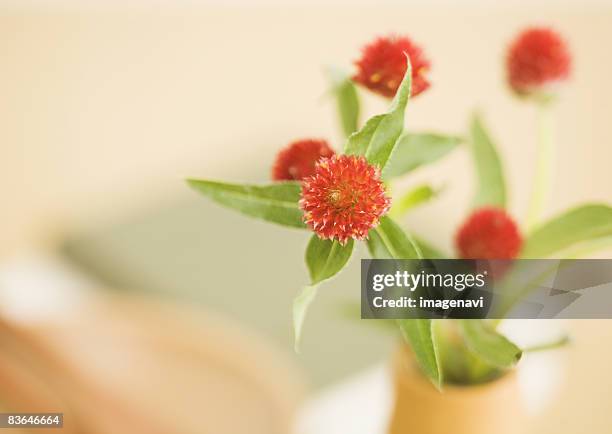 globe amaranth - globe ameranth stockfoto's en -beelden