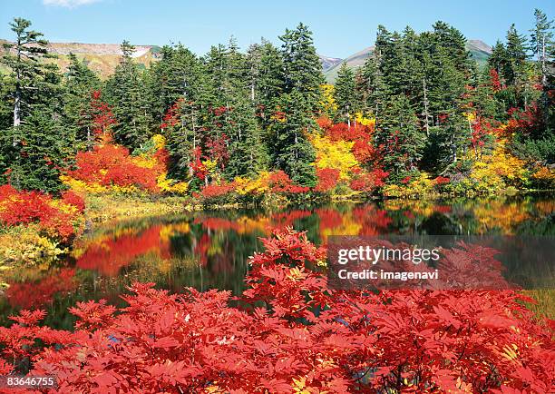 autumn leaves at midori-numa - 上川町 ストックフォトと画像