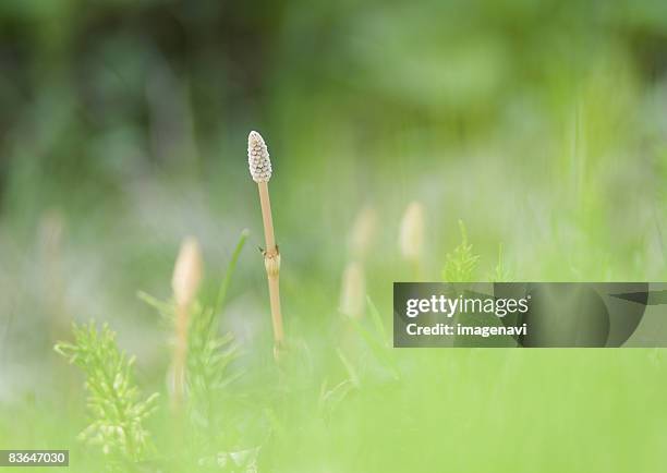 166 Shade Reed Stock Photos, High-Res Pictures, and Images - Getty Images
