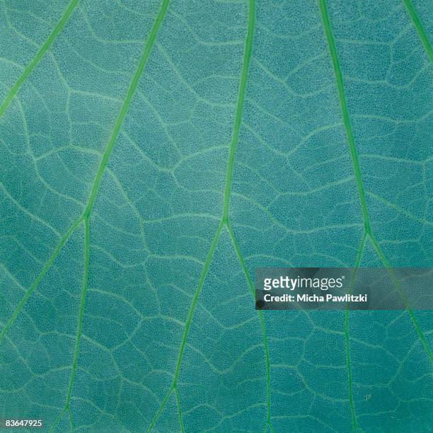 leaf veins in mint green - mint leaves stock-fotos und bilder