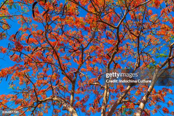 royal poinciana blossoms in summer of vietnam against deep blue sky - delonix regia stock pictures, royalty-free photos & images