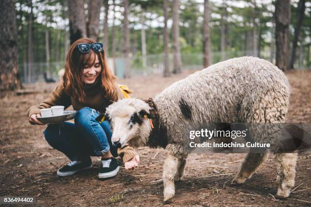 young woman feeding a sheep - adult sheep stock pictures, royalty-free photos & images