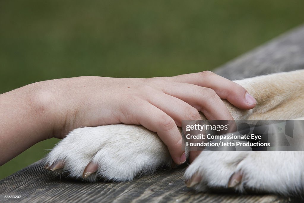 Boy's hand resting on his dog's paw