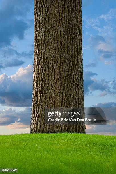 tree trunk, green grass and sky - eric van den brulle ストックフォトと画像