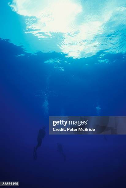 scubadivers below surface - south pacific ocean stock pictures, royalty-free photos & images