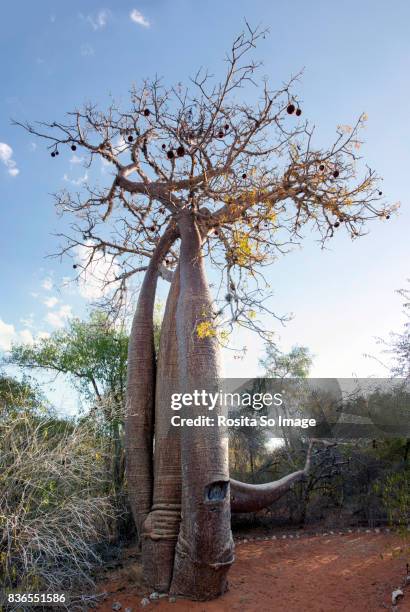 adansonia or baobab tree, madagascar - baobab fruit stock-fotos und bilder