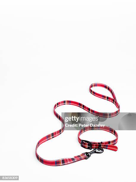 tartan dog collar and lead - correa para mascota fotografías e imágenes de stock