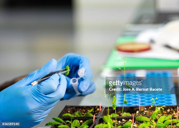 hands of a scientific investigator in a laboratory of molecular biology realizing works of extraction of dna in plants. spain. - genetically modified food stock pictures, royalty-free photos & images