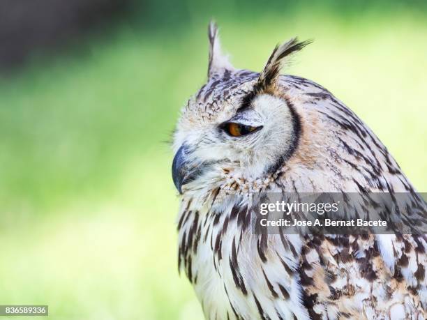 rock eagle owl (bubo bengalensis) , pyrenees, france. - buboes stock pictures, royalty-free photos & images