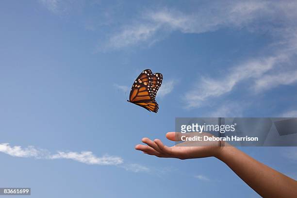 butterfly release, one hand - releasing butterfly stock pictures, royalty-free photos & images