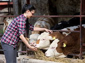 Farmer girl feeding heifers