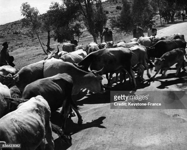 Troupeau de vaches, l'un des rares qui restent dans le pays après l'Occupation allemande, circa 1940 en Grèce.