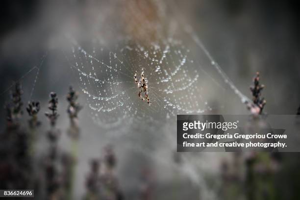 garden spider on web with rain drops - gregoria gregoriou crowe fine art and creative photography - fotografias e filmes do acervo