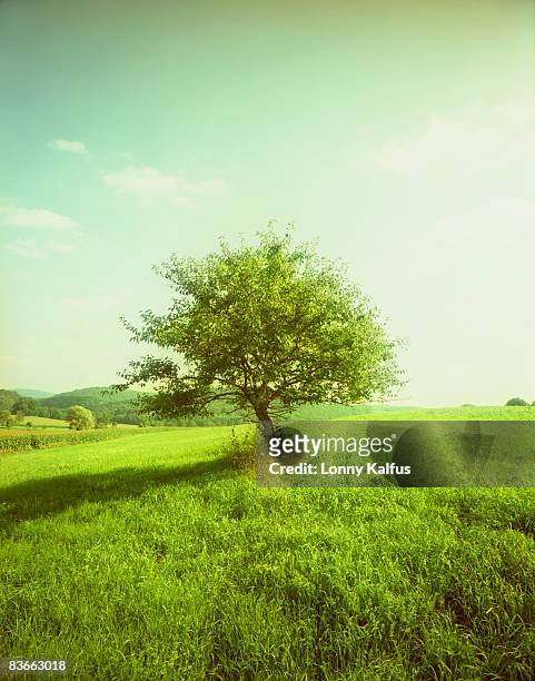 maple treee in field - single tree foto e immagini stock