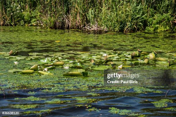 white water lilies in june, danube delta, romania - tulcea foto e immagini stock