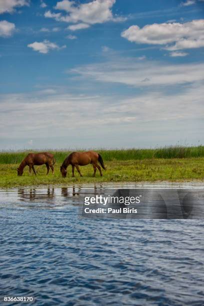 free roaming horses in danube delta, maliuc, romania - tulcea stock pictures, royalty-free photos & images