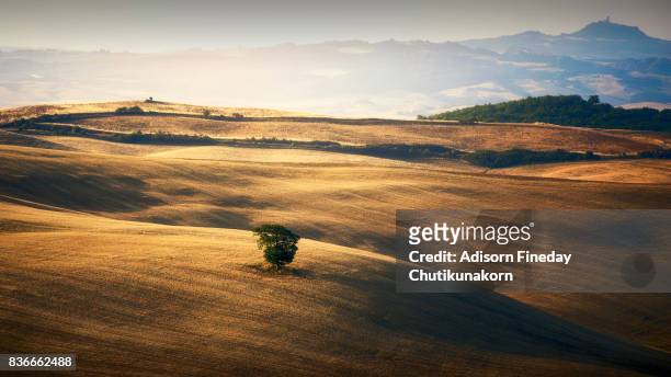 lone tree in the crete sensei, tuscany. - prise de vue en extérieur stock pictures, royalty-free photos & images