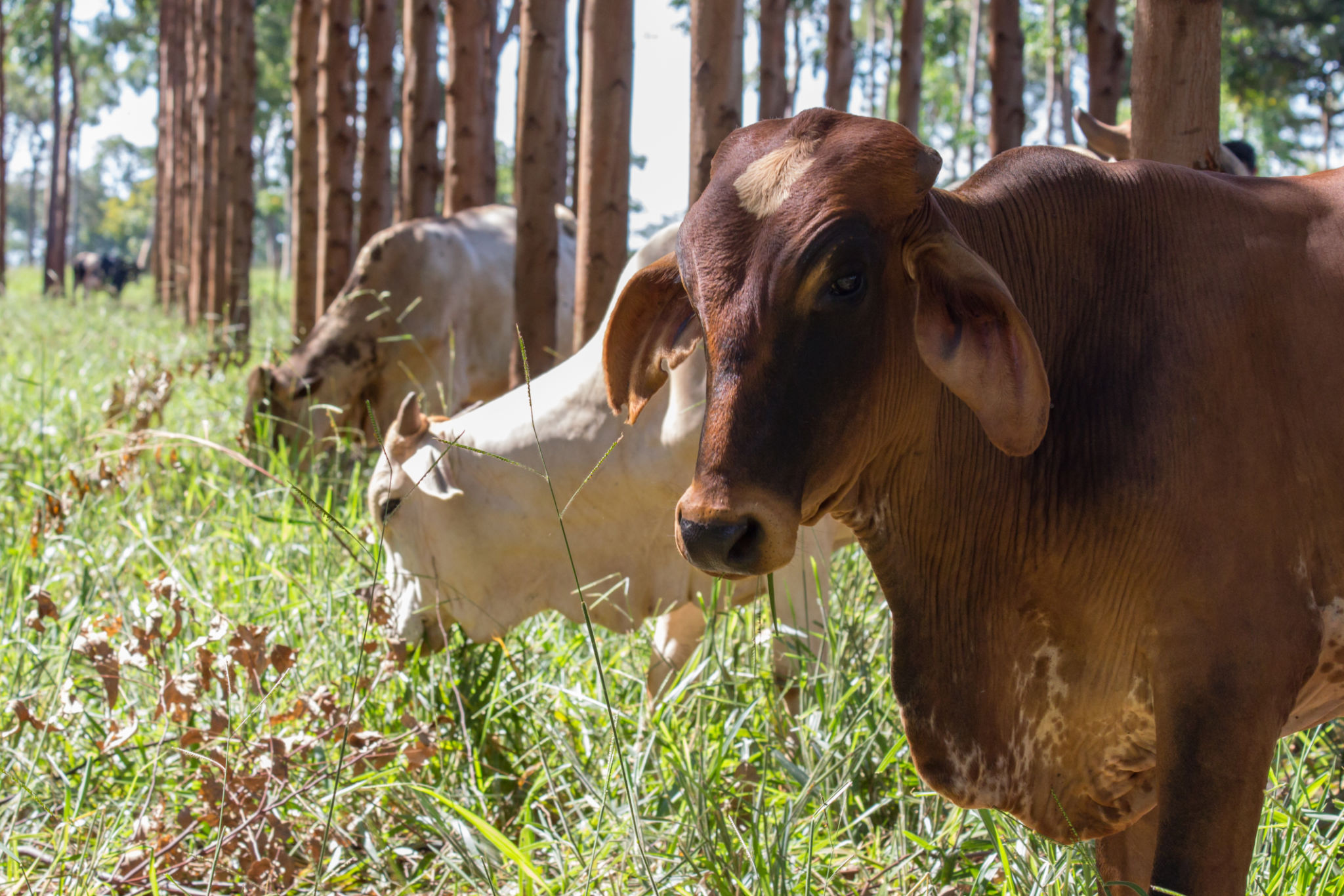 livestock integration