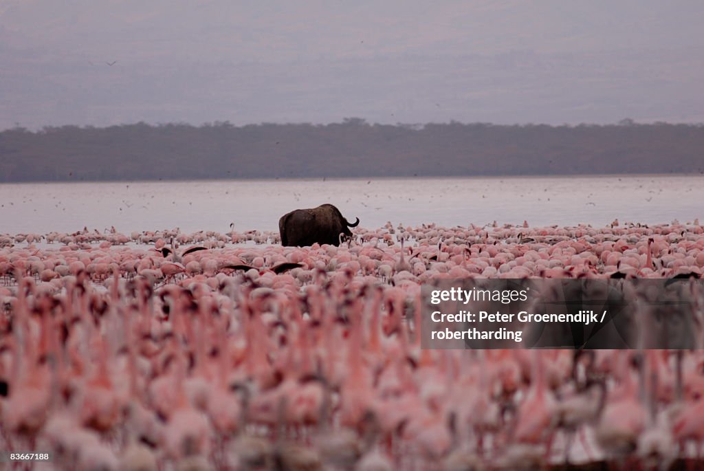 Lake Nakuru National Park, Kenya, East Africa, Africa