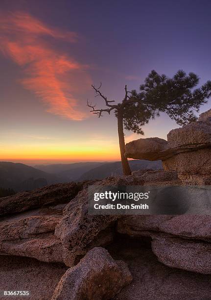 jeffrey pine on sentinnel dome - pinus jeffreyi stock pictures, royalty-free photos & images