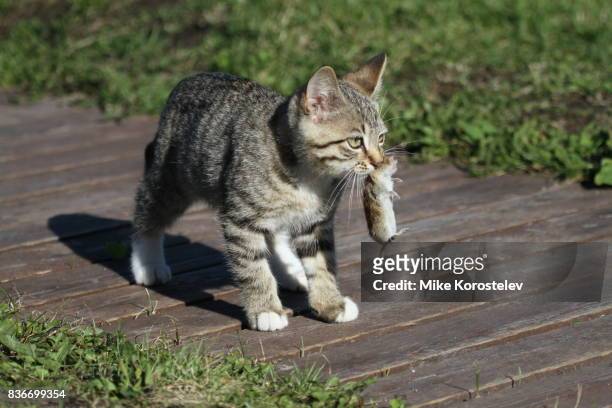 kitten and mouse - caza fotografías e imágenes de stock