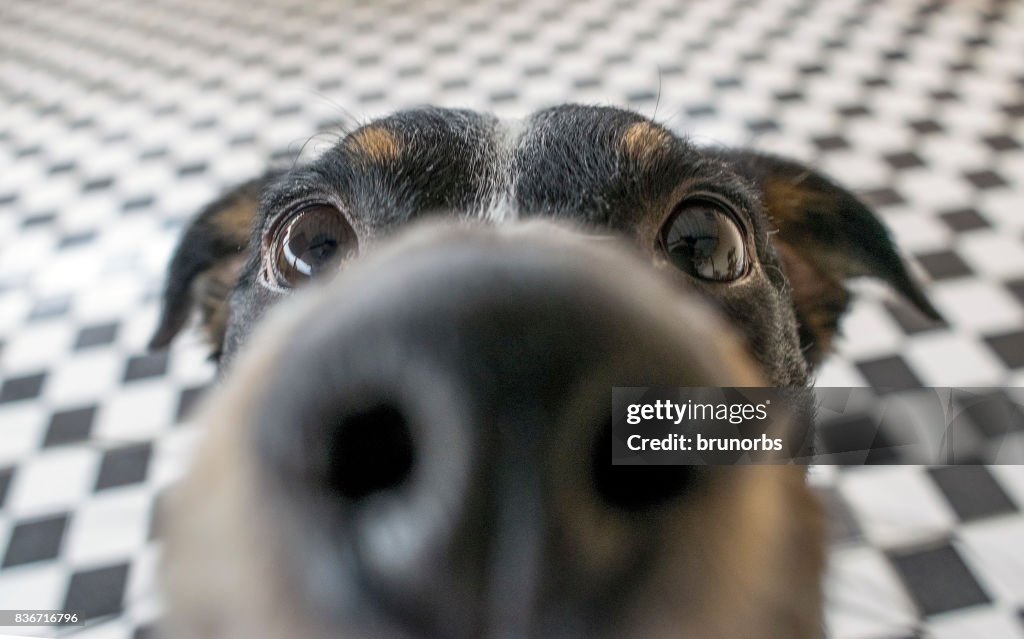 Playful dog face, black white and brown, with nose close to the camera lens, focus on face, closeup, with black and white tiled floor background