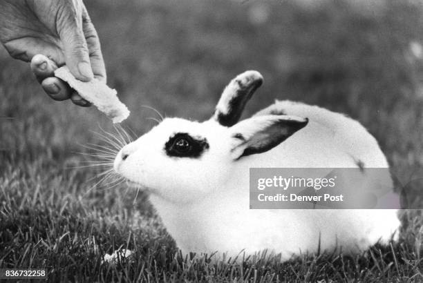 Elmer Fudd jokes are no laughing matter for residents of a Fedreal Heights mobile home park which is burdened by a bunny boom. Credit: The Denver Post