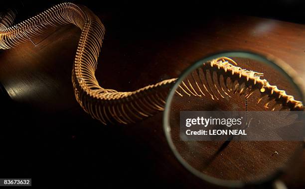 The vestigial legs on the skeleton of a reticulated python are shown through a magnifying glass at the "Darwin" exhbition at the Natural History...