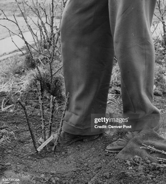 After water has settled, Faust gently tamps soil around base of plant with foot. Evergreen boughs around roses in background helped prevent excessive...