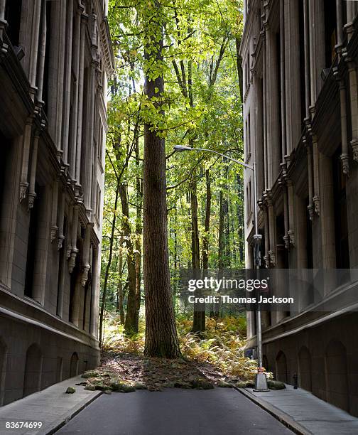 forest encroaching on city street - unexpected stock pictures, royalty-free photos & images