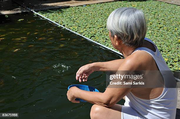 senior man (70) feeding fish in garden's bassin - fischfutter stock-fotos und bilder