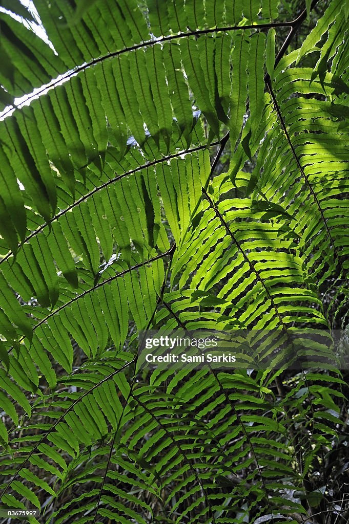 Fern leaves in rainforest