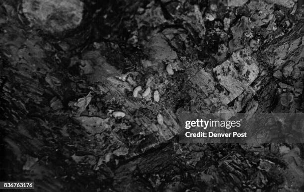 Bark was cot from tree to expose pine-bark beetles in last stage of development. The beetles feed on cambium layer of tree. Credit: Denver Post