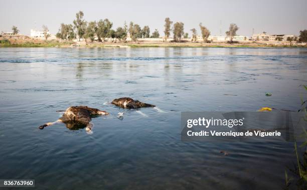 The Tigris river in Mosul is full of the dead bodies of presumed ISIS fighters killed by the Iraqi Army. In a few-hour span on July 28, 2017 one...