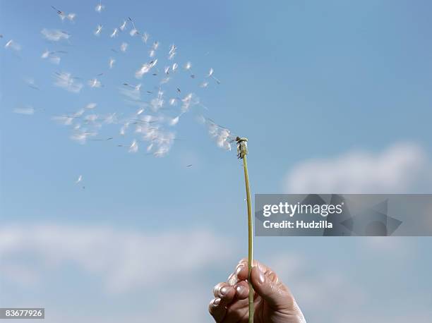 a human hand holding a dandelion (taraxacum) with its seeds blowing away - hand holding flower stock-fotos und bilder