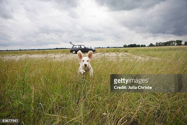 a spanish waterdog running through a field - timothy grass imagens e fotografias de stock