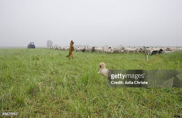 two dogs and a herd of sheep - 2be3 stock pictures, royalty-free photos & images