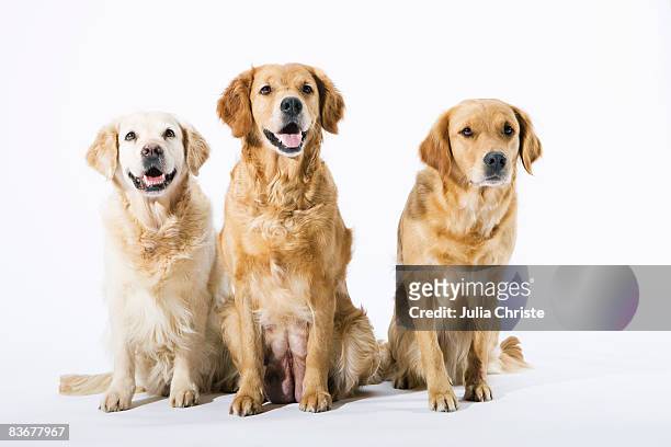 three golden retrievers - three animals stock pictures, royalty-free photos & images