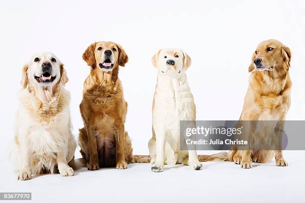 three real golden retrievers and one fake ceramic dog - dogs in a row stock pictures, royalty-free photos & images